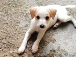 Cachorro raça SRD-ViraLata idade 2 a 6 meses nome Pandora