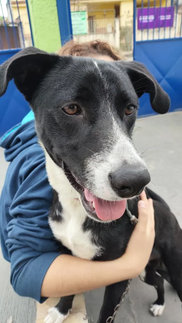 Cachorro raça SRD-ViraLata idade 1 ano nome Atlas