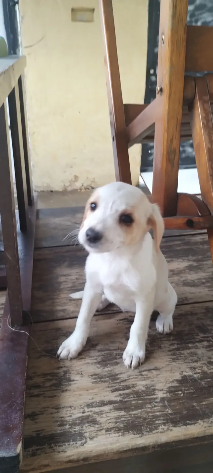 Cachorro raça SRD-ViraLata idade 2 a 6 meses nome Pandora
