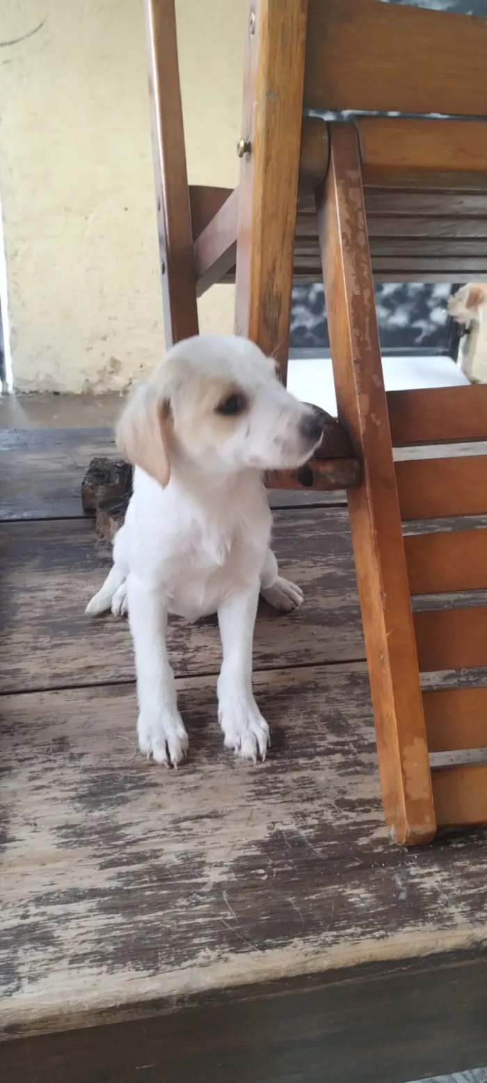 Cachorro raça SRD-ViraLata idade 2 a 6 meses nome Pandora