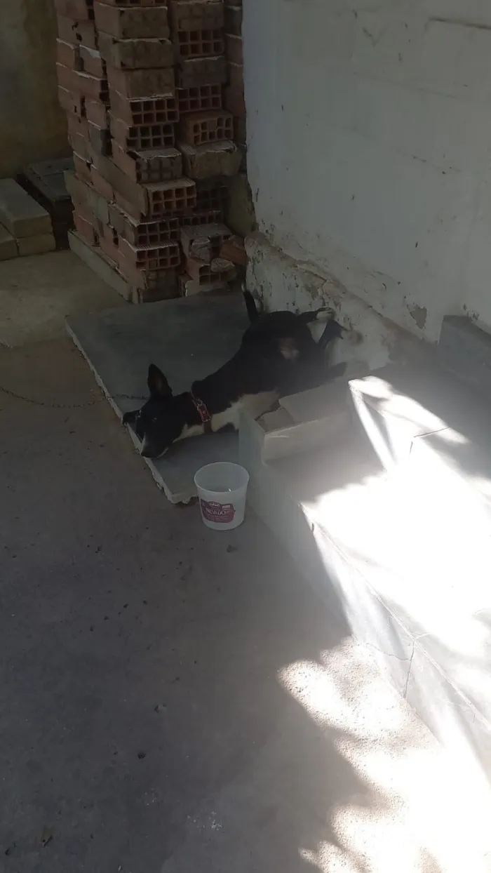 Cachorro raça SRD-ViraLata idade 1 ano nome Atlas