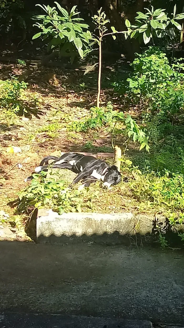 Cachorro raça SRD-ViraLata idade 1 ano nome Atlas