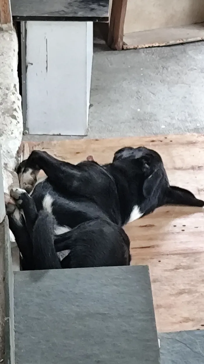 Cachorro raça SRD-ViraLata idade 1 ano nome Atlas