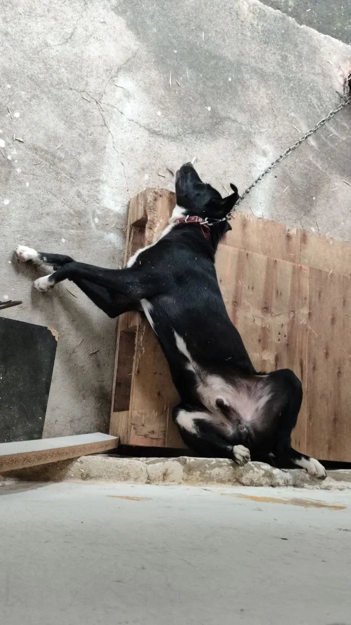 Cachorro raça SRD-ViraLata idade 1 ano nome Atlas