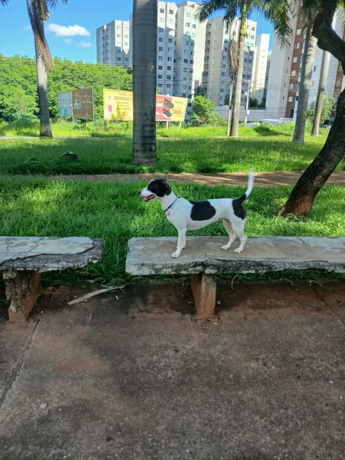 Cachorro raça SRD-ViraLata idade 2 anos nome Joy