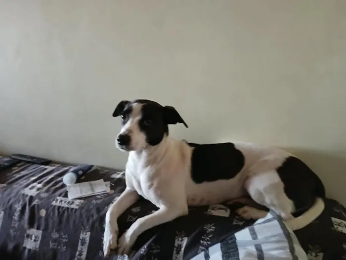 Cachorro raça SRD-ViraLata idade 2 anos nome Joy