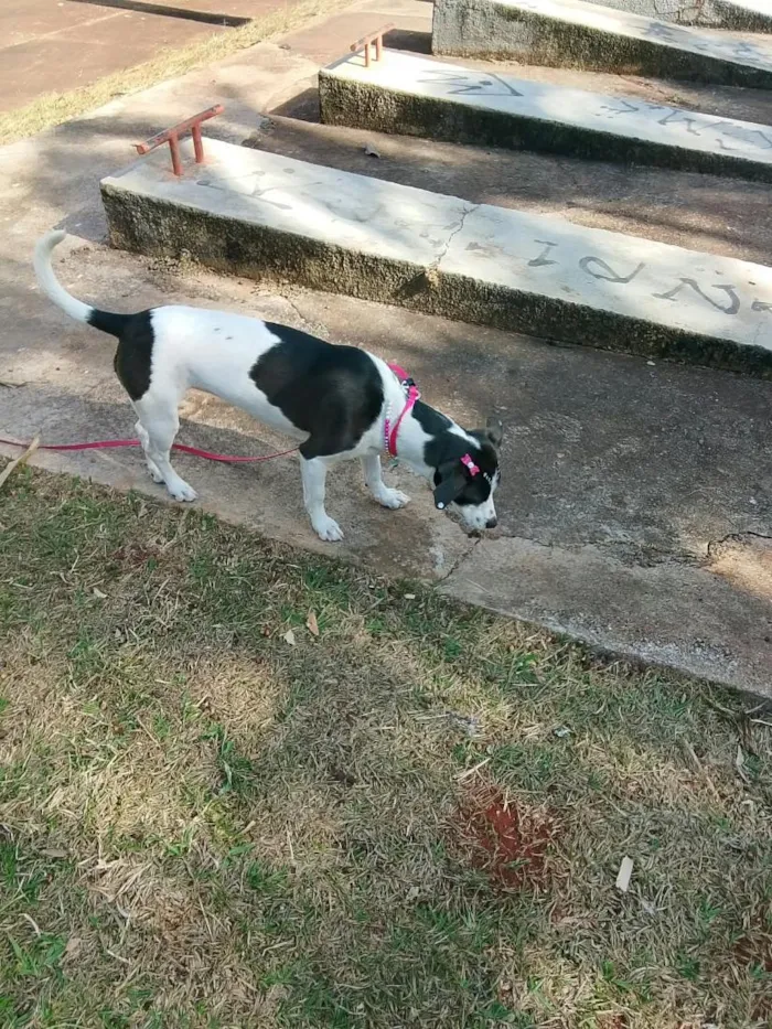 Cachorro raça SRD-ViraLata idade 2 anos nome Joy