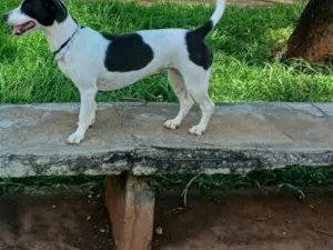 Cachorro raça SRD-ViraLata idade 2 anos nome Joy