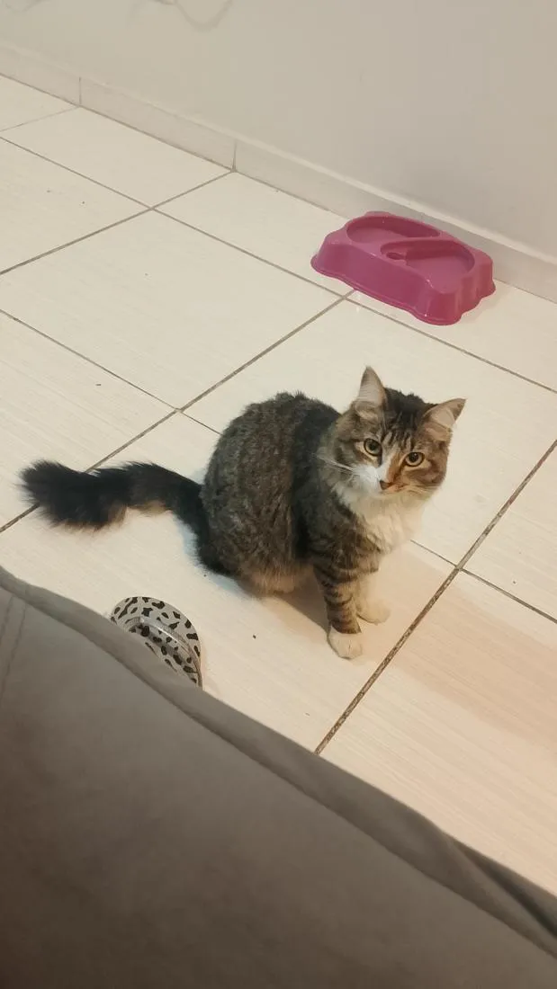 Gato raça SRD-ViraLata idade 2 anos nome Mia