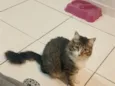 Mia
