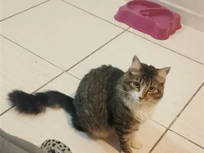 Gato raça SRD-ViraLata idade 2 anos nome Mia