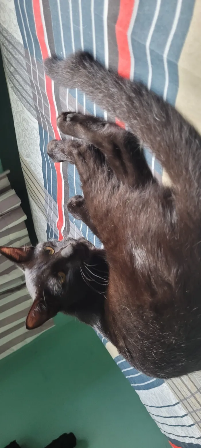 Gato raça SRD-ViraLata idade 7 a 11 meses nome Rabicho