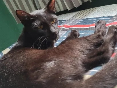 Gato raça SRD-ViraLata idade 7 a 11 meses nome Rabicho