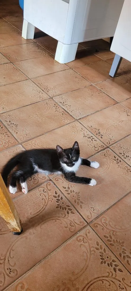 Gato raça SRD-ViraLata idade 2 a 6 meses nome Daniel
