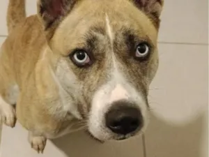 Cachorro raça SRD-ViraLata idade 3 anos nome Pandora 