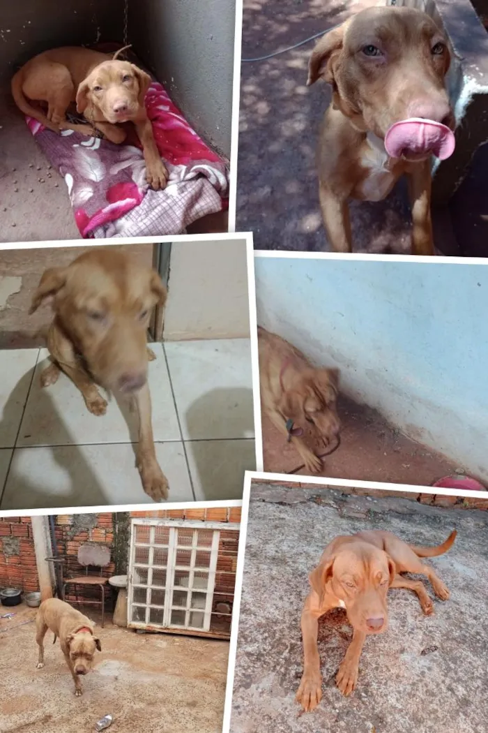 Cachorro raça SRD-ViraLata idade 2 anos nome Lua