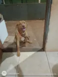 Lua