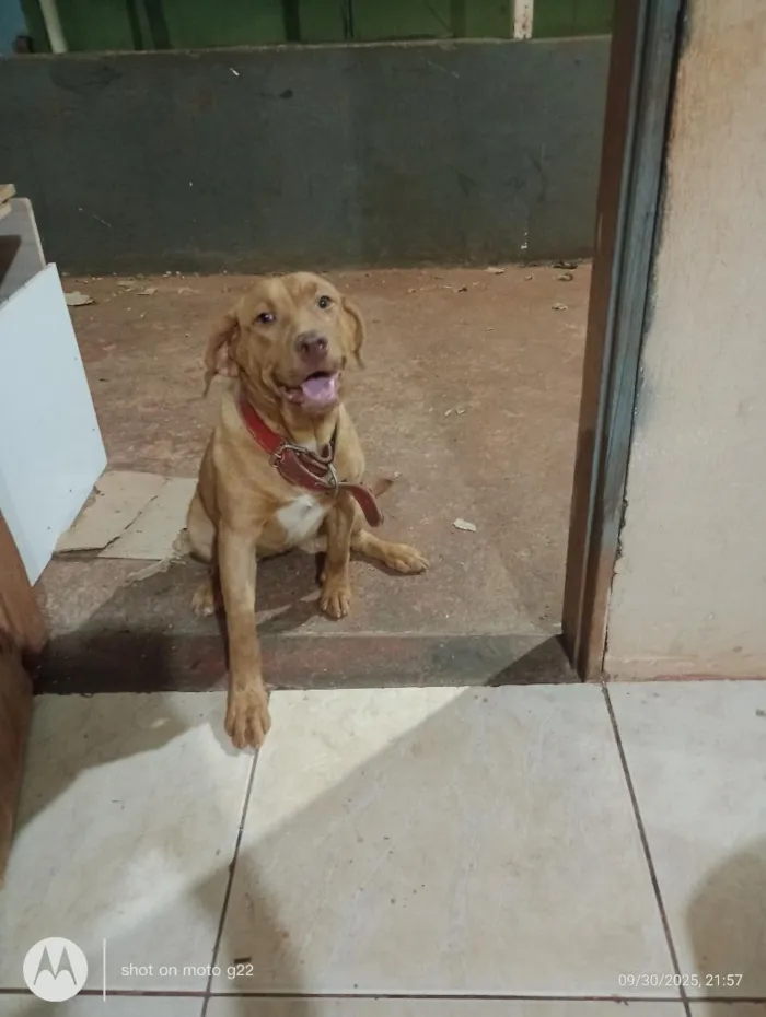 Cachorro raça SRD-ViraLata idade 2 anos nome Lua
