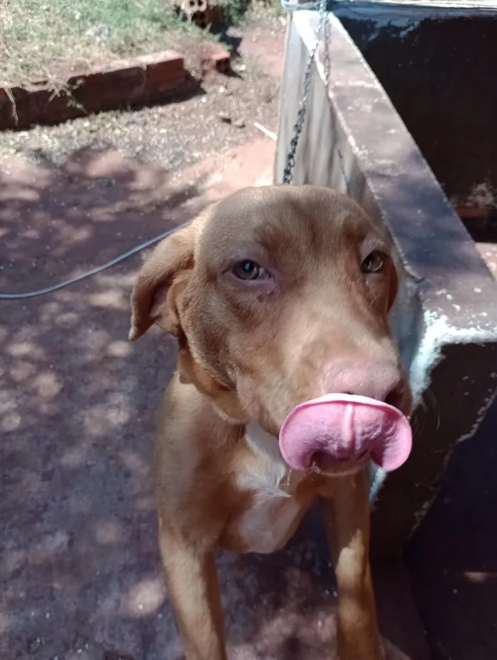Cachorro raça SRD-ViraLata idade 2 anos nome Lua