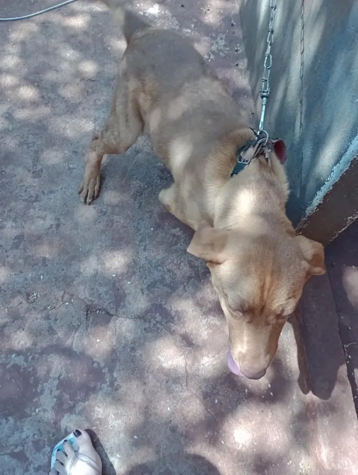 Cachorro raça SRD-ViraLata idade 2 anos nome Lua
