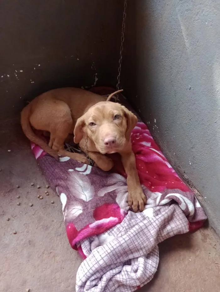 Cachorro raça SRD-ViraLata idade 2 anos nome Lua