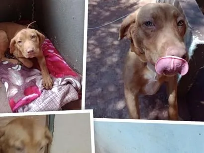 Cachorro raça SRD-ViraLata idade 2 anos nome Lua