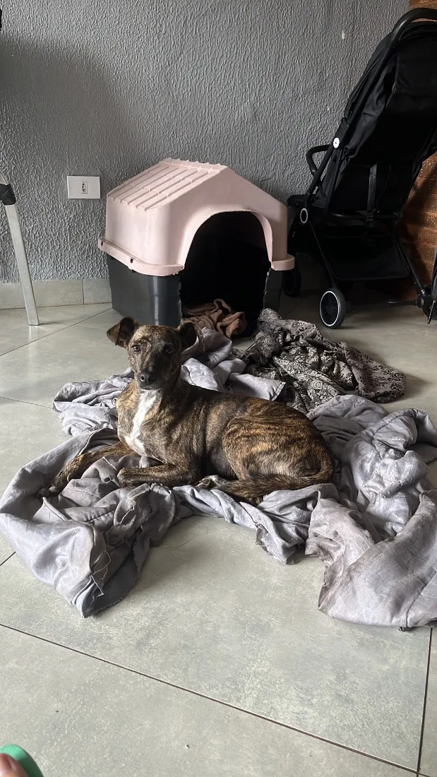 Cachorro raça SRD-ViraLata idade 2 anos nome Lessi