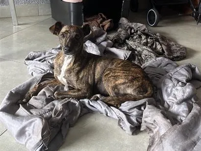 Cachorro raça SRD-ViraLata idade 2 anos nome Lessi