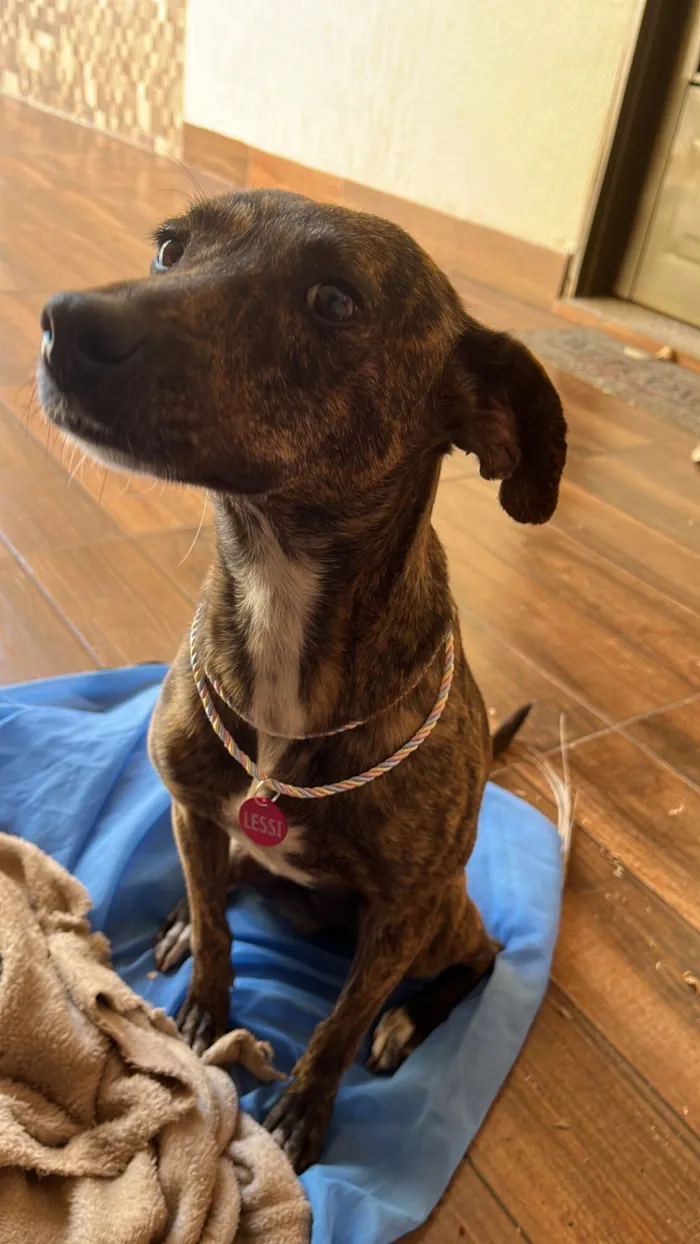 Cachorro raça SRD-ViraLata idade 2 anos nome Lessi