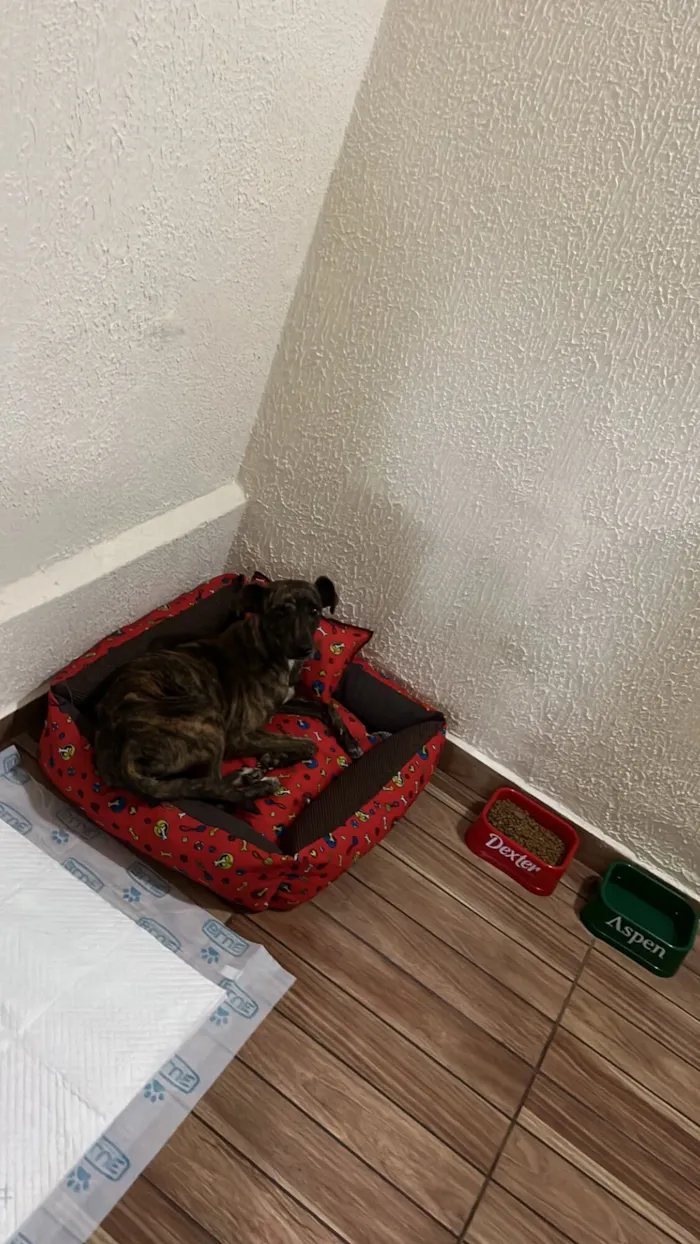 Cachorro raça SRD-ViraLata idade 2 anos nome Lessi