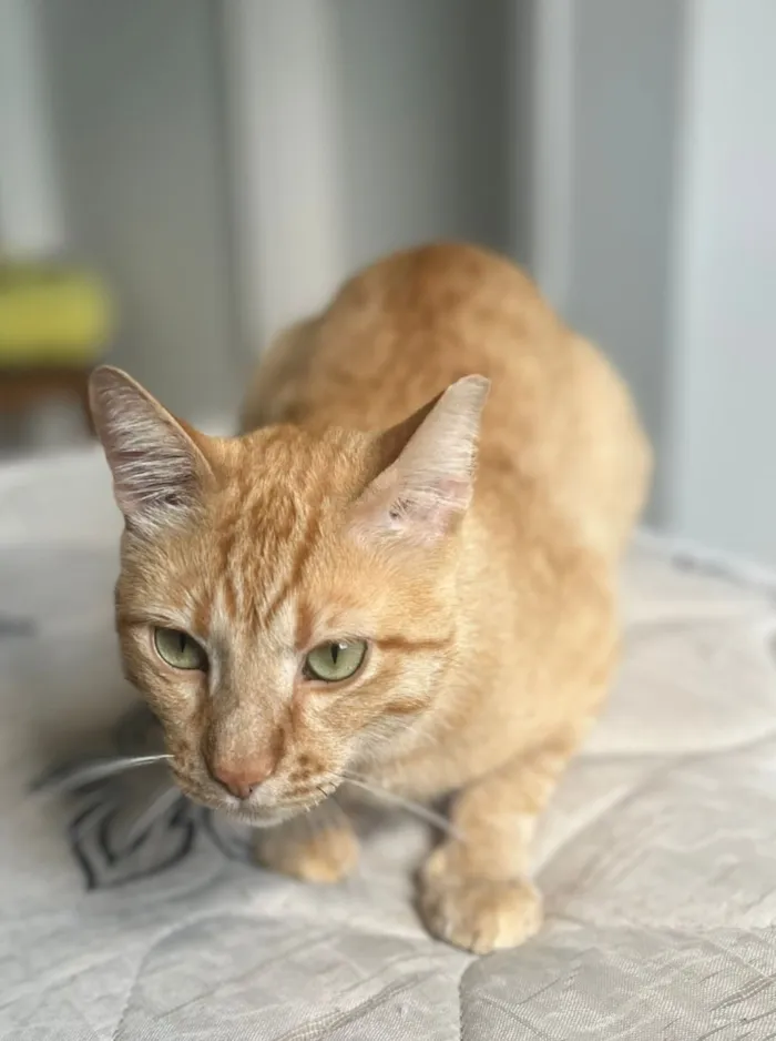 Gato raça SRD-ViraLata idade 2 anos nome Bartolomeu