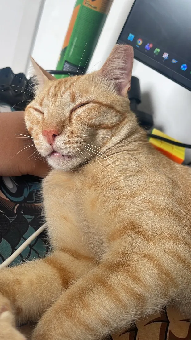 Gato raça SRD-ViraLata idade 2 anos nome Bartolomeu