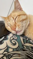 Bartolomeu