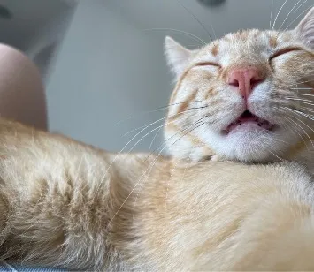 Gato raça SRD-ViraLata idade 2 anos nome Bartolomeu