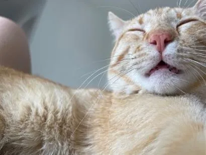 Gato raça SRD-ViraLata idade 2 anos nome Bartolomeu