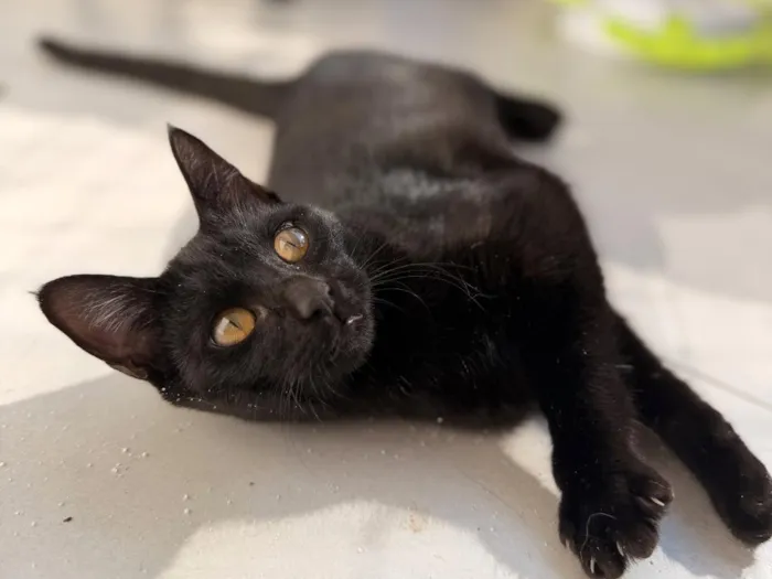 Gato raça SRD-ViraLata idade 1 ano nome Sophia