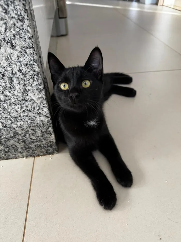 Gato raça SRD-ViraLata idade 1 ano nome Sophia