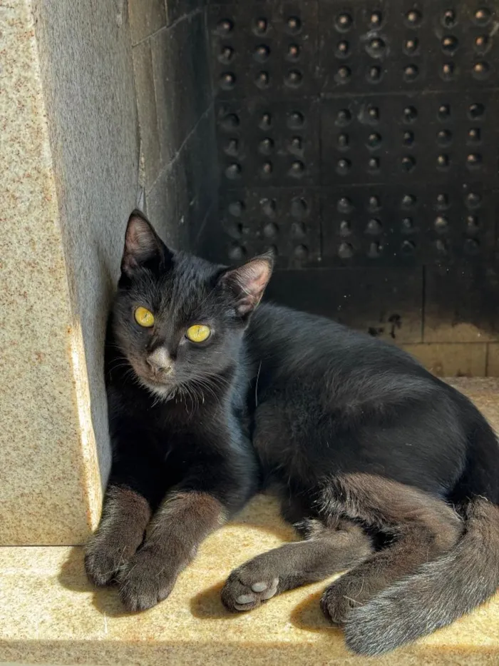 Gato raça SRD-ViraLata idade 1 ano nome Sophia