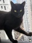 Sophia