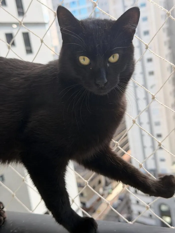 Gato raça SRD-ViraLata idade 1 ano nome Sophia