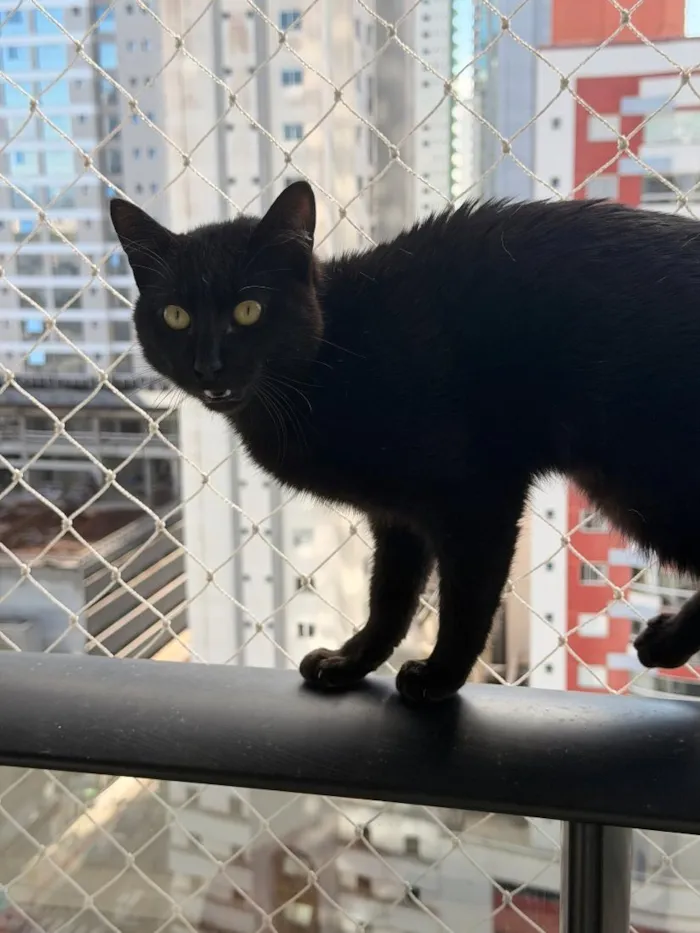 Gato raça SRD-ViraLata idade 1 ano nome Sophia
