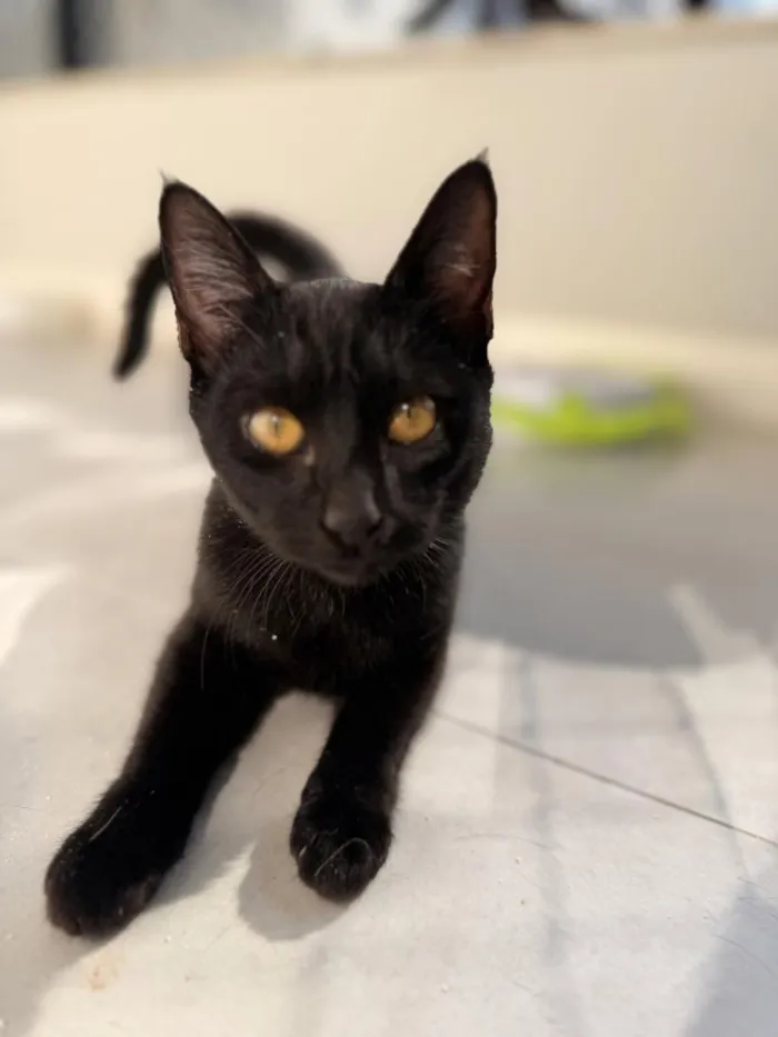 Gato raça SRD-ViraLata idade 1 ano nome Sophia