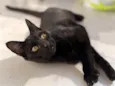 Sophia