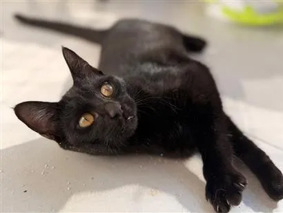 Gato raça SRD-ViraLata idade 1 ano nome Sophia