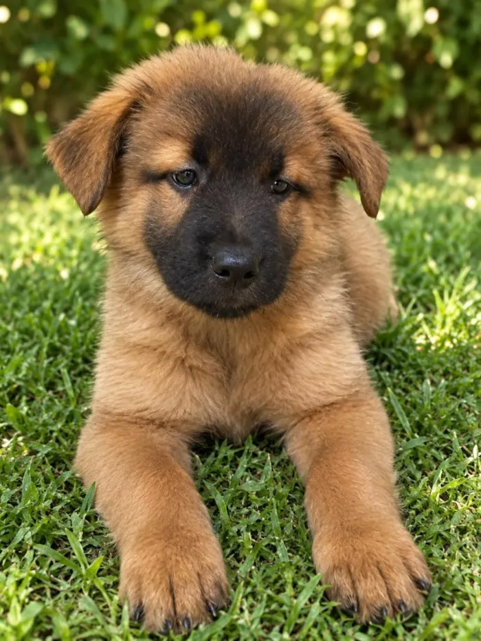 Cachorro raça SRD-ViraLata idade 2 a 6 meses nome Diana