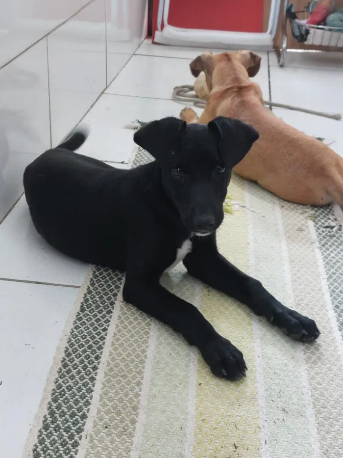 Cachorro raça SRD-ViraLata idade 2 a 6 meses nome Ainda sem Nome