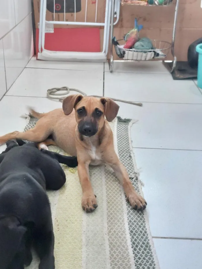 Cachorro raça SRD-ViraLata idade 2 a 6 meses nome Ainda sem Nome