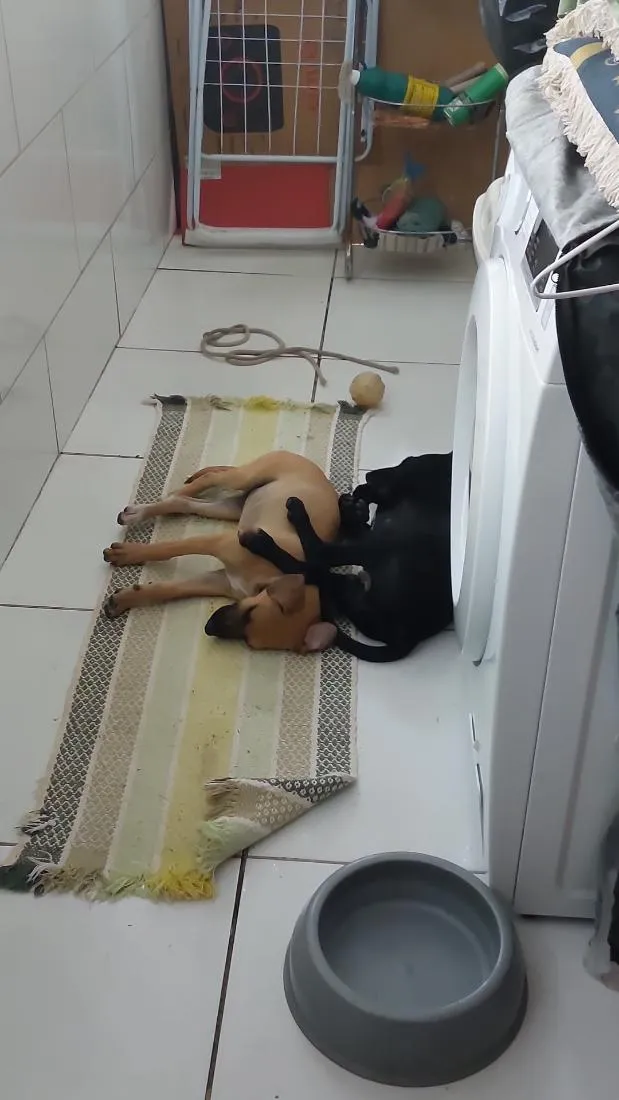 Cachorro raça SRD-ViraLata idade 2 a 6 meses nome Ainda sem Nome
