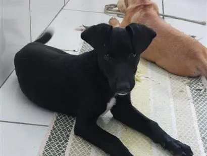 Cachorro raça SRD-ViraLata idade 2 a 6 meses nome Ainda sem Nome