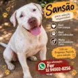 Sansão